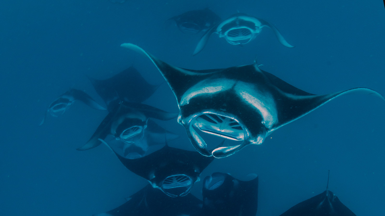 manta ray diving Maldives