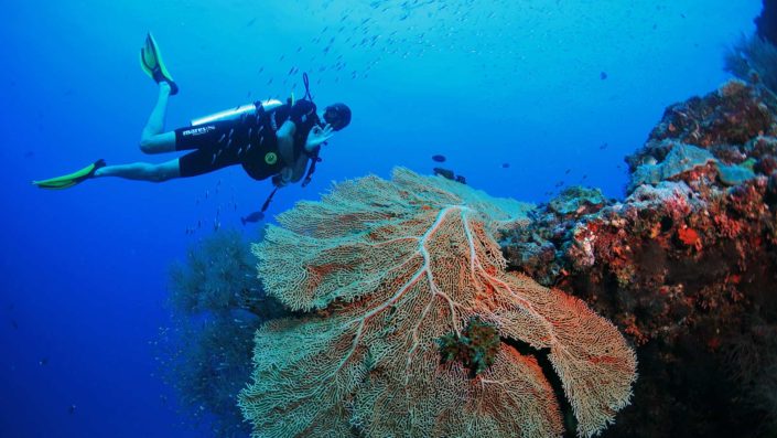 Scuba Diving Maldives Courses