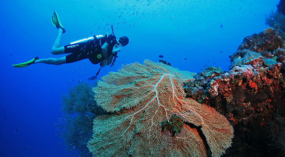 Scuba Diving - Noonu Atoll Maldives - Dive Butler Zen by Mövenpick