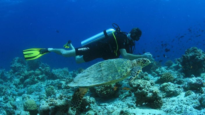 Scuba diving Maldives turtles