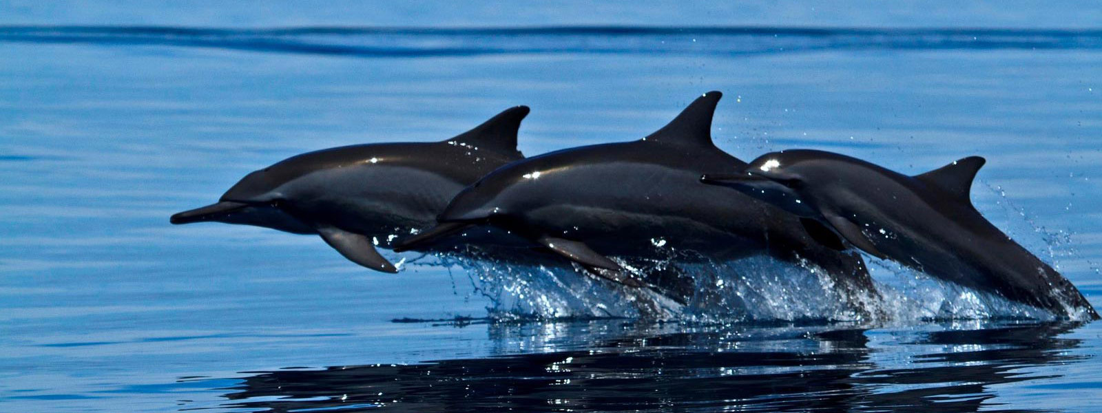 Maldives Dolphin excursion