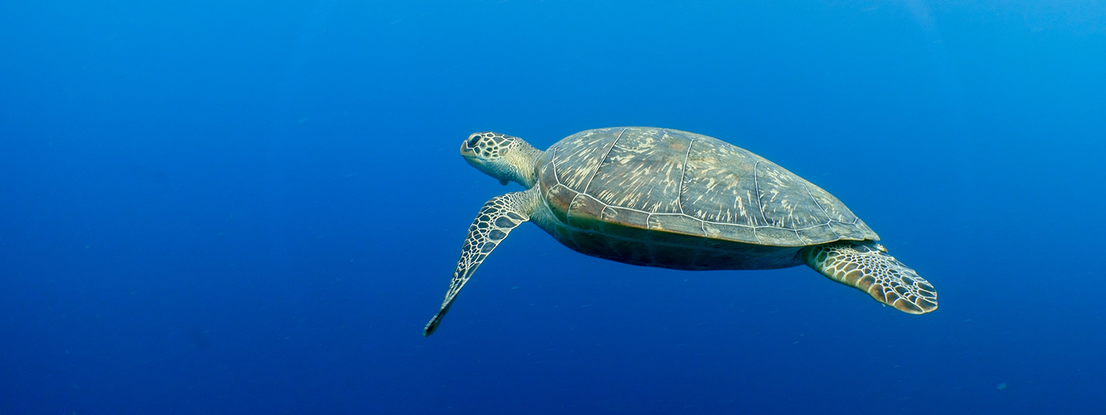 Sea turtles Maldives