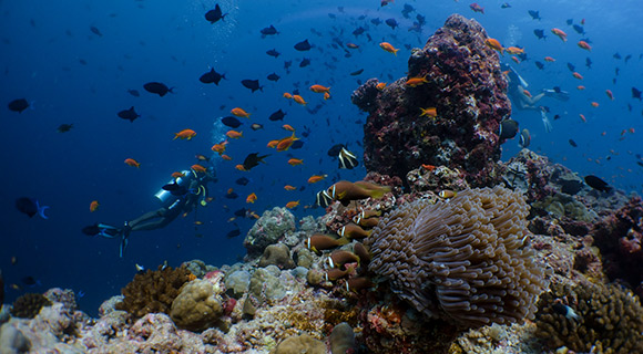Maldives Scuba Diving Beginner Courses