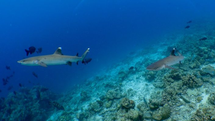 Maldives shark diving